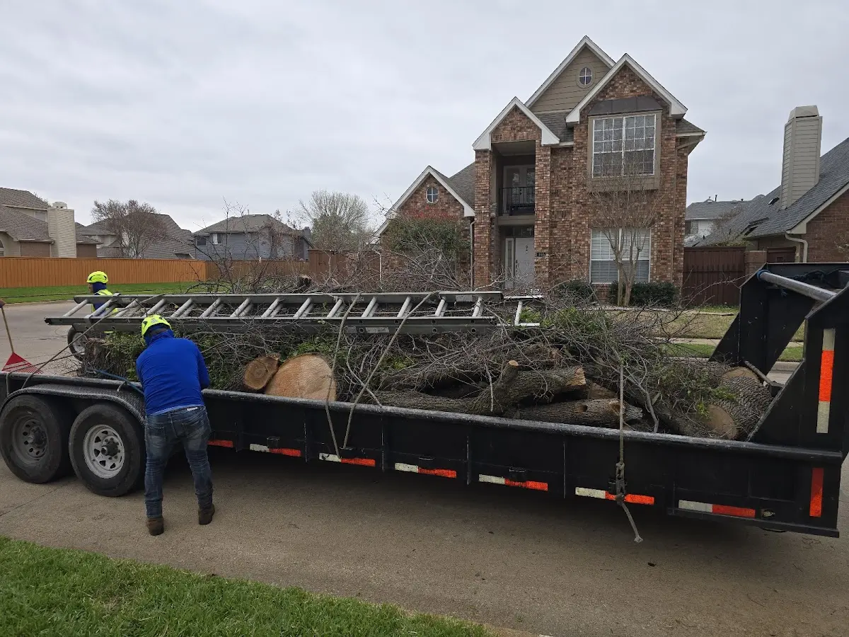 Expert Tree Removal with proper safety equipment in Drake